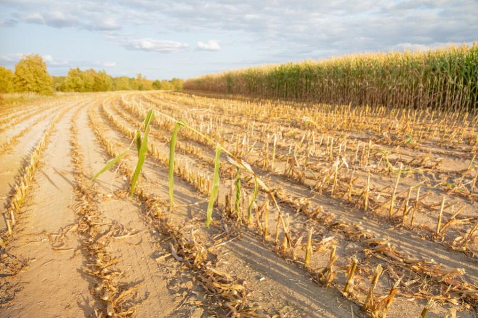 Ogłoszenie dotyczące powołania gminnej komisji ds. szacowania suszy 2023