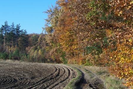 Widok na jesienne drzewa i zaorane pole z drogą, krajobraz charakterystyczny dla Kętrzyna.