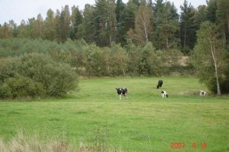 Krowy pasące się na zielonej łące przed lasem.