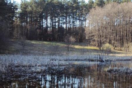Jezioro Lewinko otoczone lasem sosnowym i nagimi drzewami liściastymi.