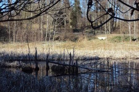 Krajobraz Lewinka z mokradłami, suchymi trawami i zimowym lasem.