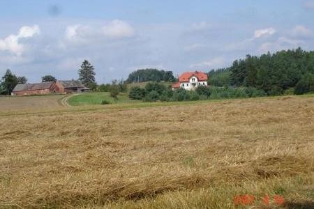Krajobraz wsi Niepoczołowice: złote pole, domy, drzewa, błękitne niebo.