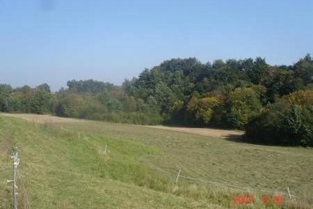 Rozległe zielone pola Smażyna z linią drzew na horyzoncie pod czystym, błękitnym niebem.
