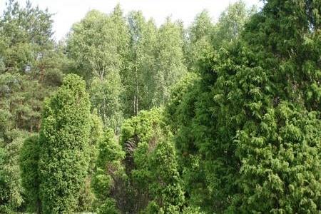 Widok z góry na gęsty, zielony las z różnymi gatunkami drzew.