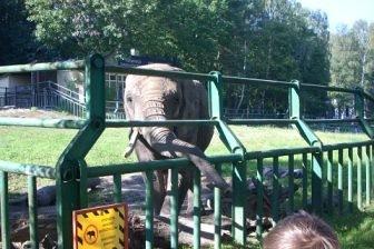 Uczestnik wycieczki obserwuje park z nagrobkami za ogrodzeniem w słoneczny dzień.