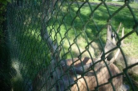 Siatka ogrodzeniowa w pierwszym planie, za nią słońce i zieleń na wycieczce w Gdańsku.