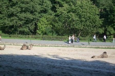 Ludzie relaksują się na piaszczystej plaży w Gdańsku, w tle las.