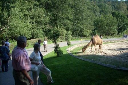 Ludzie oglądają wielbłąda w zoo, otoczonego zielenią drzew i trawy.