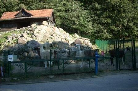Słoneczny dzień, stos gruzu za płotem, osoba, w tle drzewa i czerwony dach.