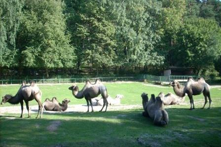 Kilka wielbłądów na trawiastym wybiegu zoo w Gdańsku Oliwie podczas wycieczki.